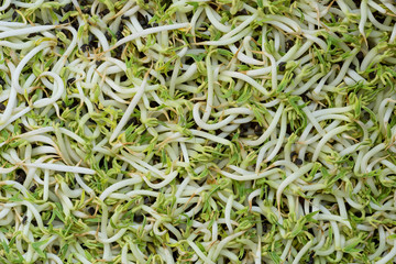 bean sprouts on background