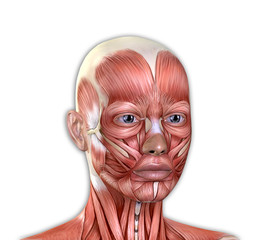 Female Face Muscles Anatomy