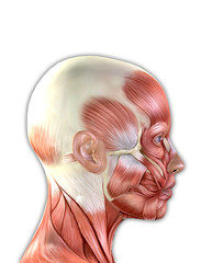 Female Face Muscles Anatomy