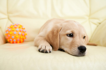 Labrador puppy lying on the sofa with his ball