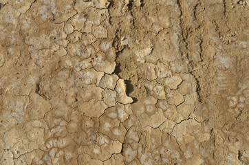 Cracked desert ground