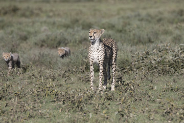 Portrait of wild cheetah in its natural habitat