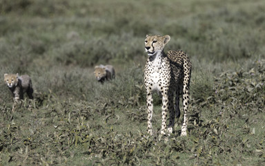 Portrait of wild cheetah in its natural habitat