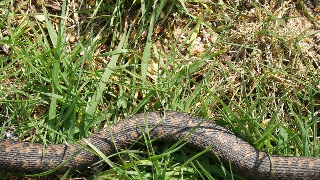 Adder Moving in The Grass Across The Frame