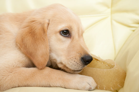 Labrador puppy chewing a shoe shaped dog snack