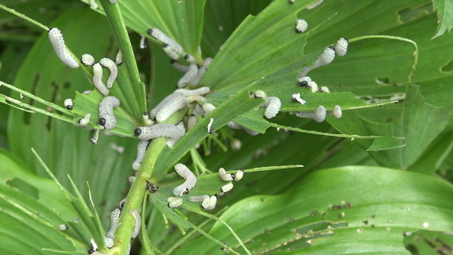 Sawfly caterpillars eat solomans seal plants and leaves