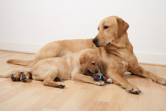 Labrador retriever dog looking at his child playing with a dog toy