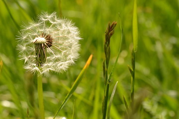 Pusteblume / Löwenzahn Wiese im Mölltal in Österreich