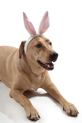 Labrador Retriever wearing artificial bunny ears sitting on the floor