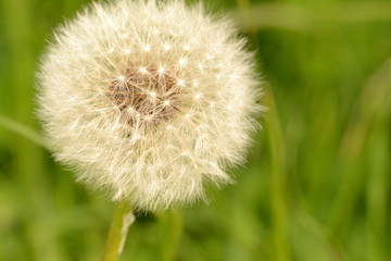 Fototapeta premium Pusteblume / Löwenzahn Wiese im Mölltal in Österreich