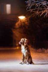 Dog Nova Scotia Duck Tolling Retriever on the street at night
