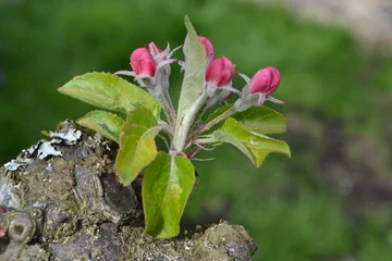 Cercles muraux Lilas pinke Apfelblüte aus Pfaffenweiler / Baden / Deutschland