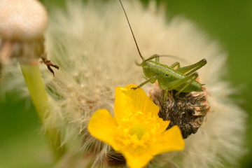 Heuschrecke auf Pusteblume, Löwenzahn und gelbe Dotterblume