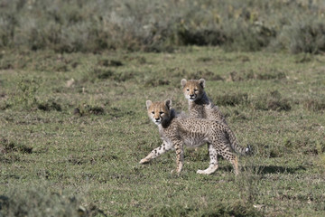 Portrait of wild cheetah in its natural habitat