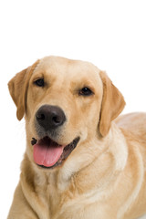 Young labrador retriever dog on white background