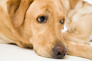 Labrador retriever dogs lying on white background