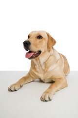 Young labrador retriever dog on white background