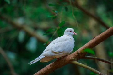 The bird.