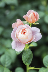 Pink roses blossoms