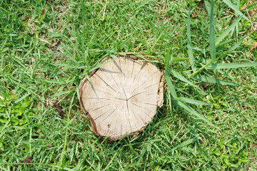 tree stump and grass background