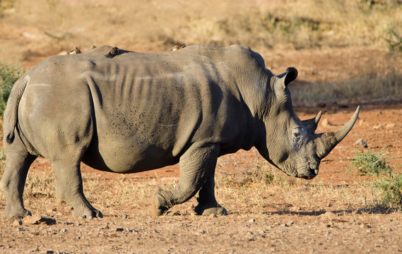 White Rhinoceros walking, with Oxpeckers on body, Kruger National Park, South Africa