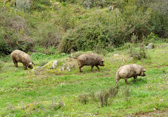 Cerdos ibéricos criados en libertad