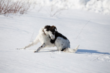 A puppy of russian hound walking in winter countryside