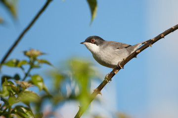 Sardinian warbler, Sylvia melanocephala, single male