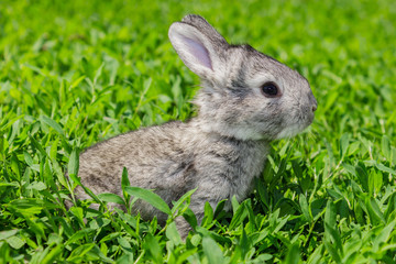 Little gray rabbit on the green lawn