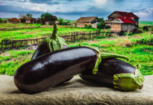 Raw eggplants amid the countryside