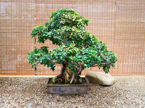 old bonsai tree in a ceramic pot