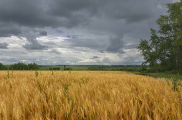 Dark storm clouds over the wheat field