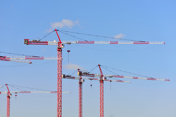 Many cranes against the sky