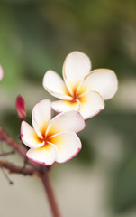 plumeria