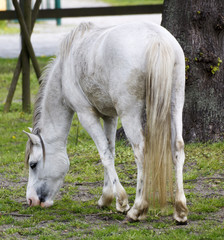 Naklejka na ściany i meble Koń (Equus caballus)