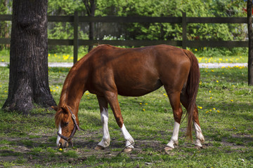 Koń (Equus caballus) - obrazy, fototapety, plakaty