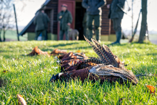Five dead pheasants lying in a grass after successful hunt. Selective focus.