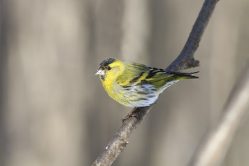 little bird yellow Siskin on a branch in the Park