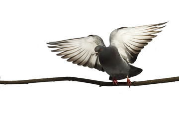 grey pigeon sitting on a branch spread its wings and takes off