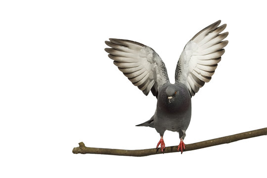 grey pigeon sitting on a branch spread its wings and takes off