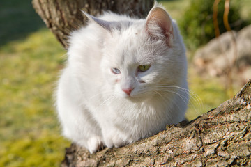 Naklejka na ściany i meble White cat on a tree