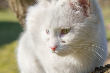 Fototapeta premium White cat on a tree