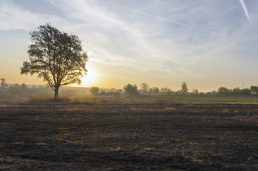 Fototapeta premium Lone oak in the field