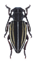 Longhorn beetle Dorcadion auratum (female)