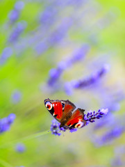 Summer garden - Colored butterfly on lavender flowers
