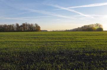 Fototapeta premium Green field