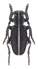 Longhorn beetle Dorcadion czegodaevi (male)