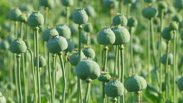 Green poppy cocoons plants in field, zoom in HD footage