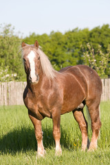 Obraz premium Portrait of nice big horse