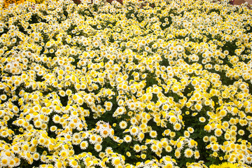 Beautiful bright colors flowers